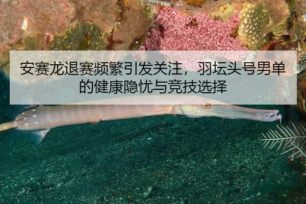安赛龙退赛频繁引发关注，羽坛头号男单的健康隐忧与竞技选择